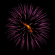 Illustration for article titled Shooting Challenge Gallery: Fireworks (Part 2)